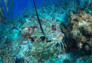 SB 2018-caribbean-lobster-photo-oscar-bos1.jpg