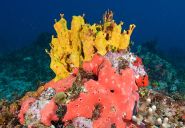 coral-10.jpg
