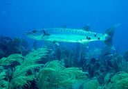 SB2018-GorgonianDelight-Barracuda-Sphyraena barracuda-PB211062-adj-OscarBos.jpg