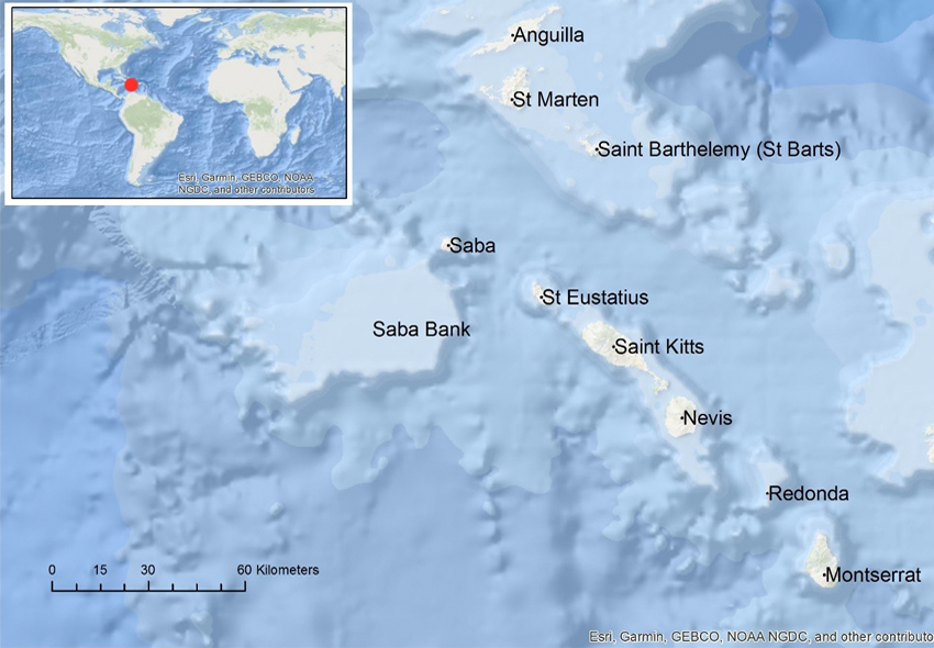 The Saba Bank is an extremely rich area with very high biodiversity of fish, coral, algae and sponges.